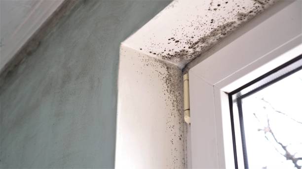 Mold Remediation for Rental Properties in Windcrest, TX