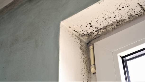 Mold Documentation for Insurance Claims in Windcrest, TX